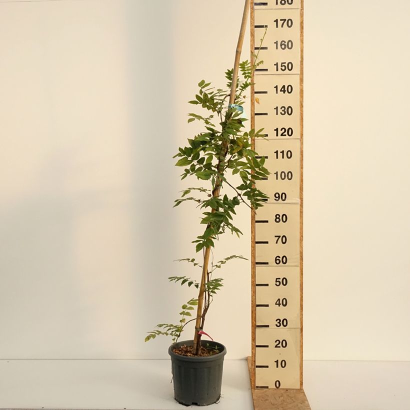 Wisteria brachybotrys Yokohama Fuji 3L/4L pot sample as delivered in summer