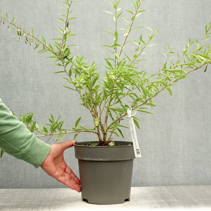 Lycium barbarum Amber Sweet 4L/5L pot, Clump sample as delivered in summer