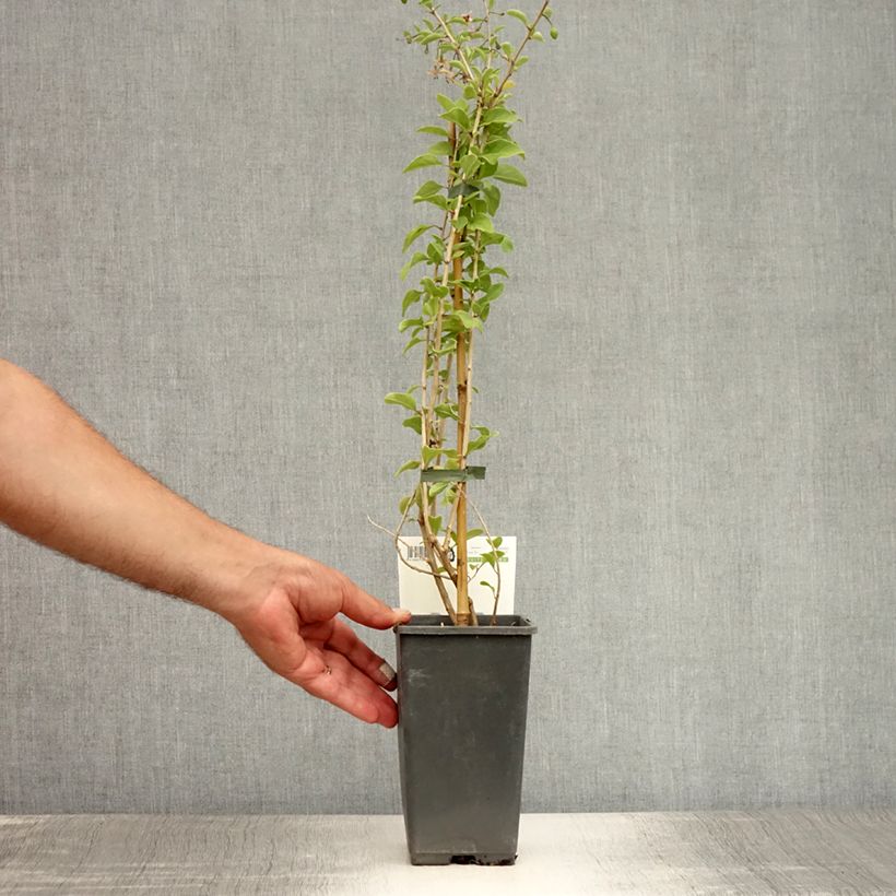 Lycium barbarum Big Lifeberry 1.5L/2L pot, ClumpShipped height around 30/40cm sample as delivered in summer