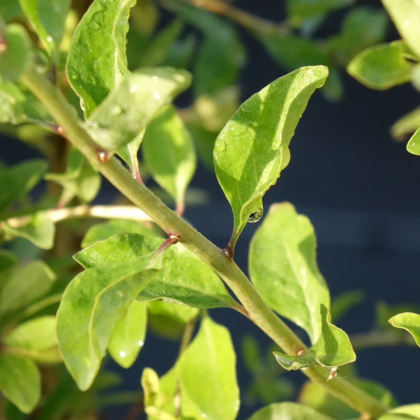 Lycium barbarum Gojidelys (Foliage)