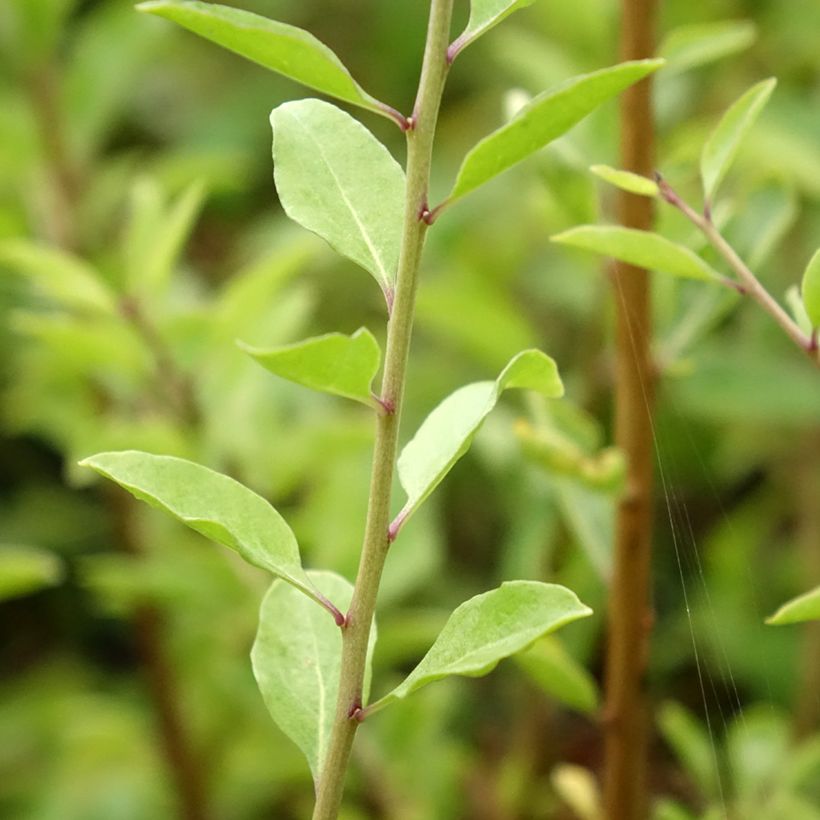 Lycium barbarum Instant Success (Foliage)