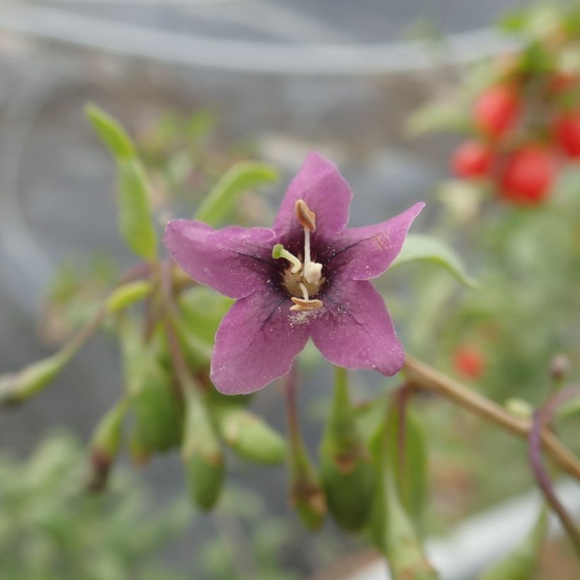 Lycium barbarum Gojidelys (Flowering)