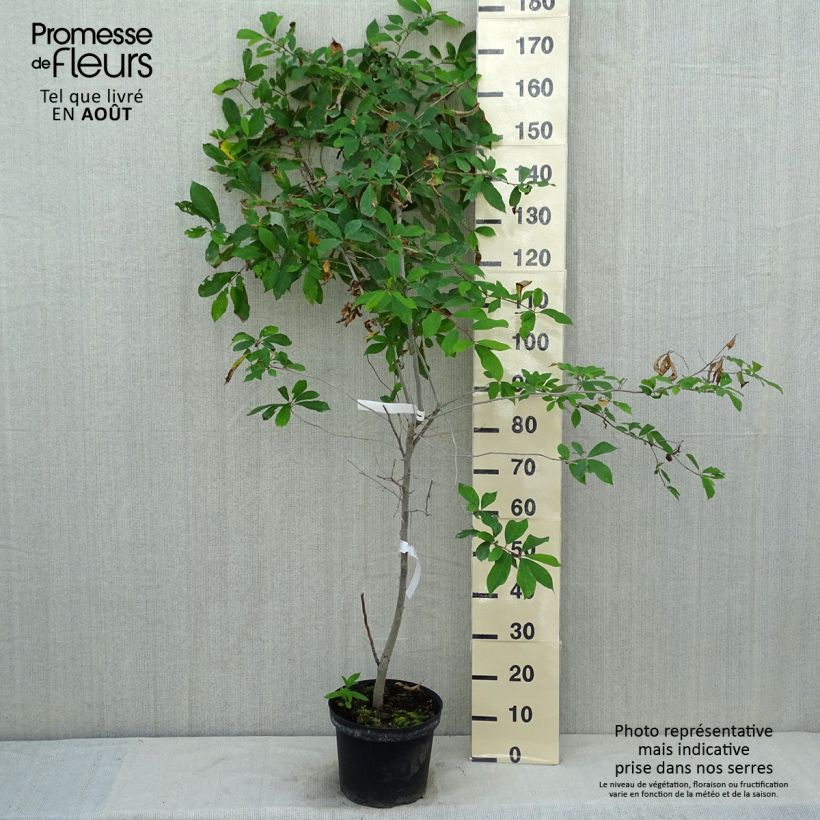 Nyssa sylvatica - Tupelo 7.5L/10L pot sample as delivered in summer