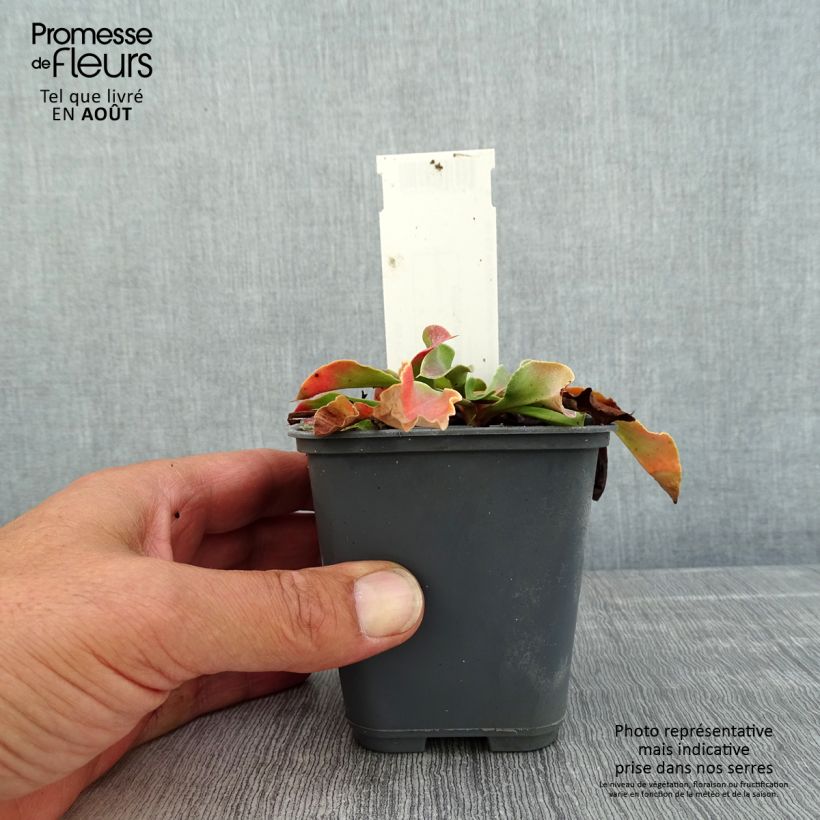 Goniolimon collinum Godet de 8/9 cm sample as delivered in summer