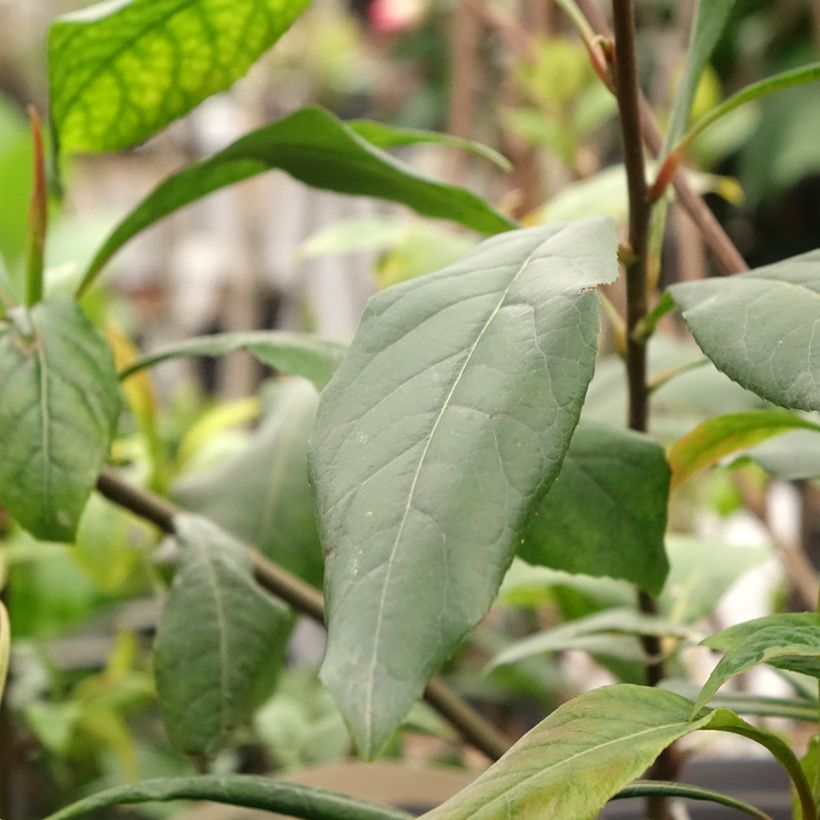 Gordlinia grandiflora (Foliage)