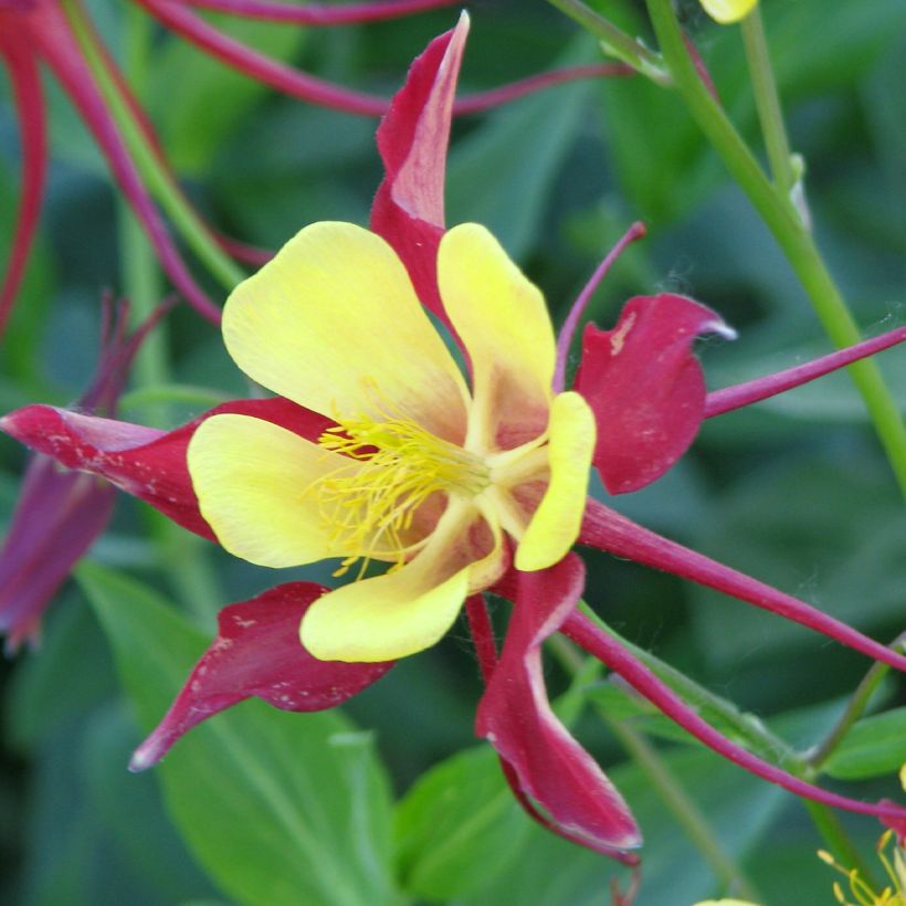 Aquilegia hybrida Firecracker - Columbine (Flowering)