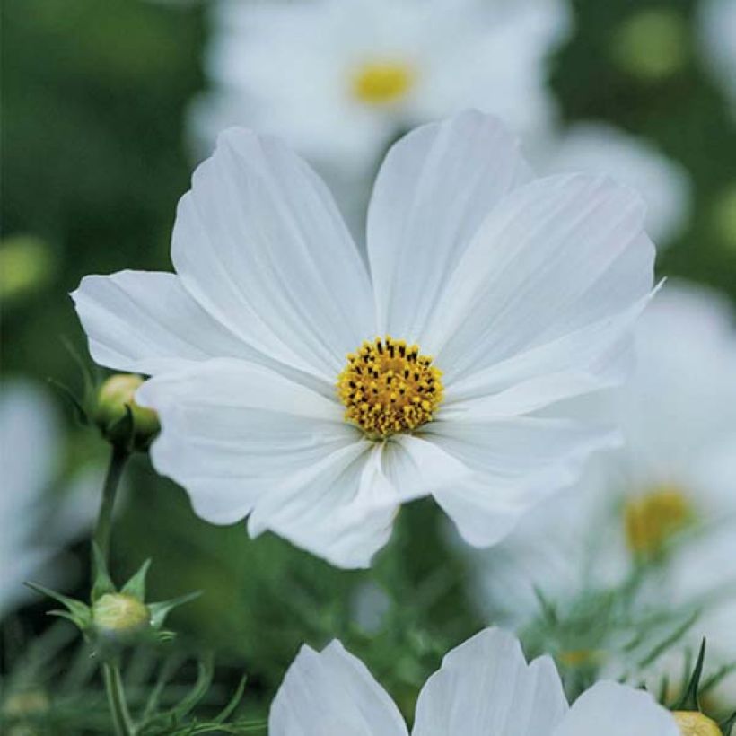 Cosmos Sensation Purity Seeds - Cosmos bipinnatus (Flowering)
