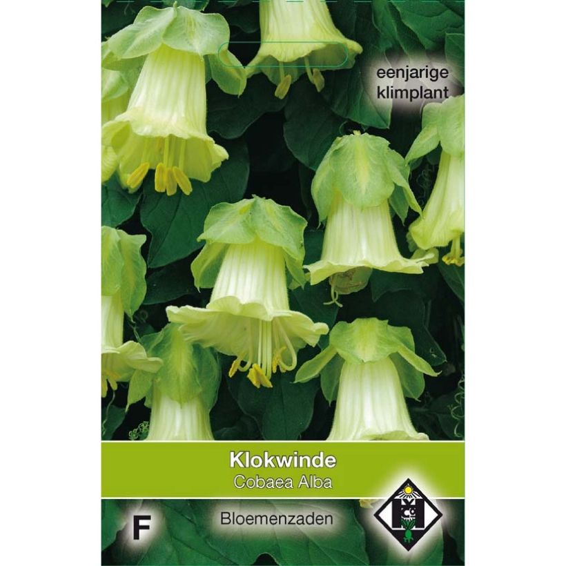 Example of Cobaea scandens Climbing White Seeds specimen as delivered