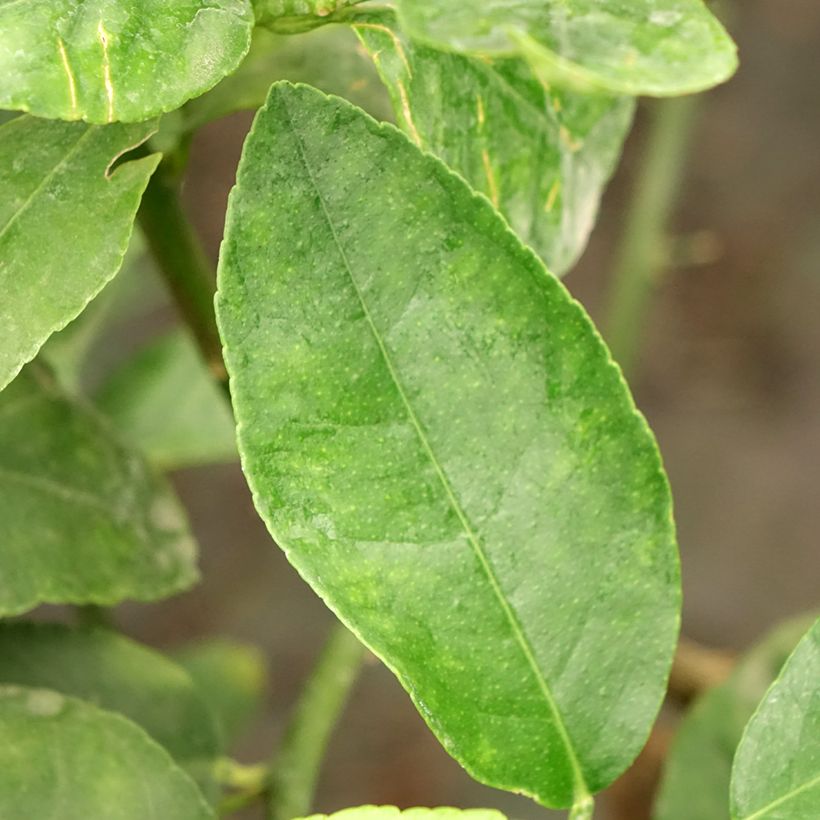 Large Lime - Citrus latifolia (Foliage)