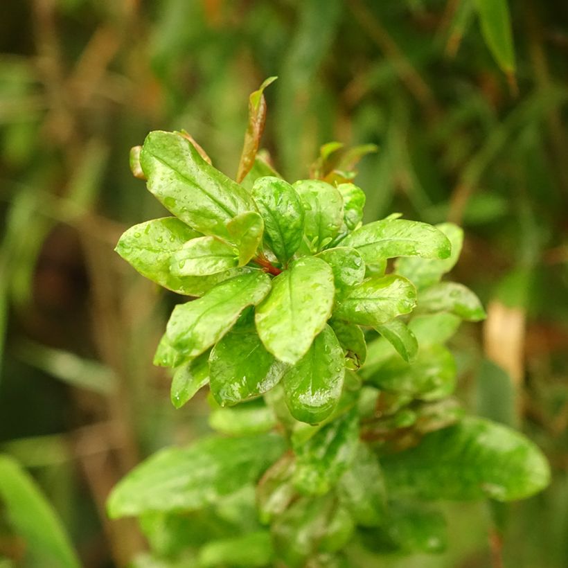 Punica granatum Noshi Shibari - Pomegranate (Foliage)