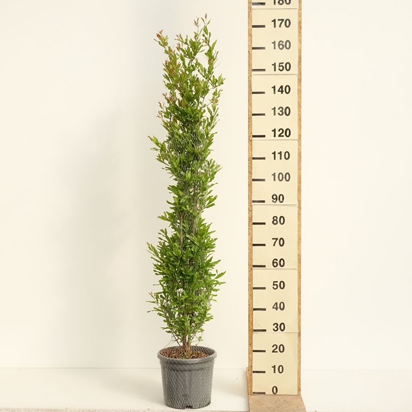 Punica granatum Black Fruit - Pomegranate 7.5L/10L pot, BushShipped height around 80/120cm sample as delivered in spring