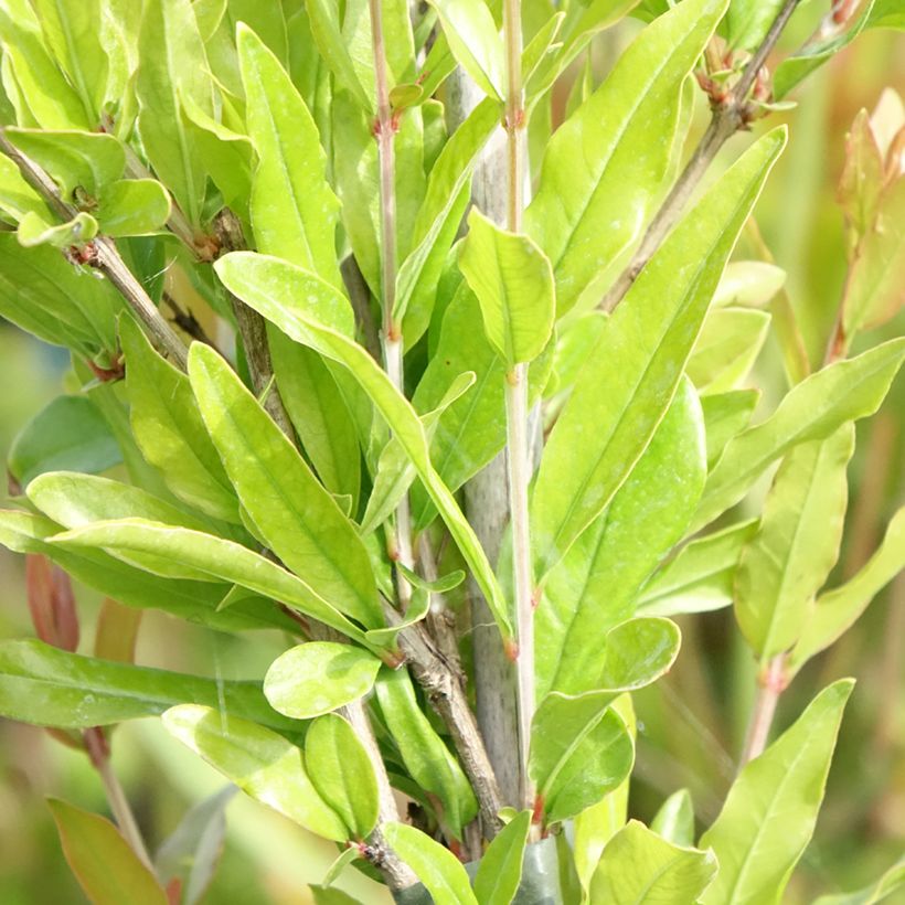 Punica granatum Dente di leone - Pomegranate (Foliage)