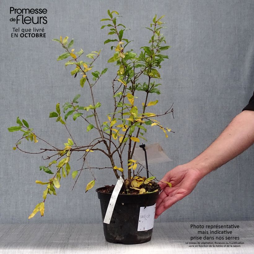 Punica granatum Mollar de Elche - Pomegranate 1.5L/2L pot, Clump sample as delivered in autumn