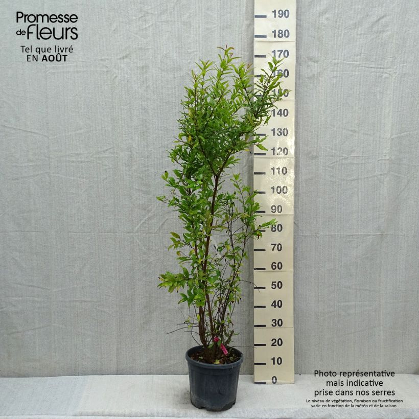 Punica granatum - Pomegranate 7.5L/10L pot, Bush sample as delivered in summer