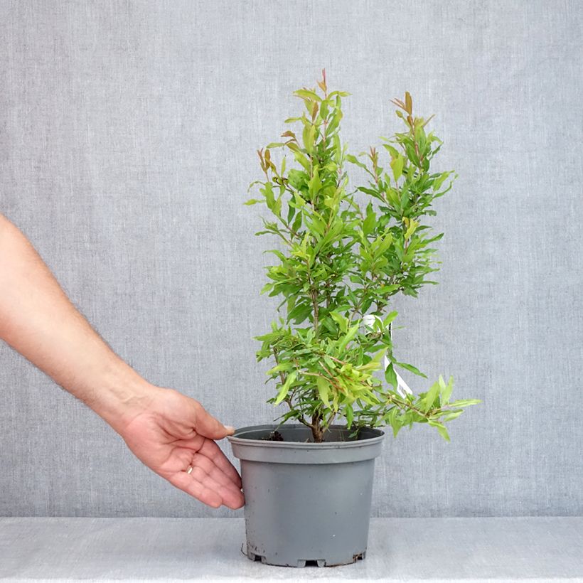 Punica granatum Wonderful - Pomegranate 3L/4L pot, Clump sample as delivered in summer
