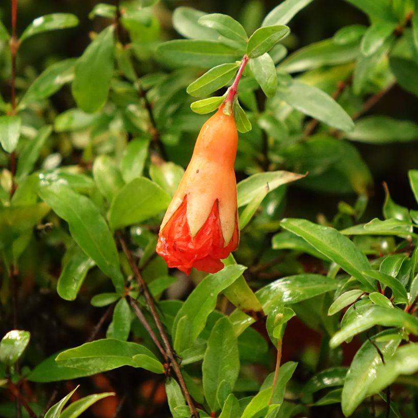 Punica granatum Chico - Pomegranate (Flowering)