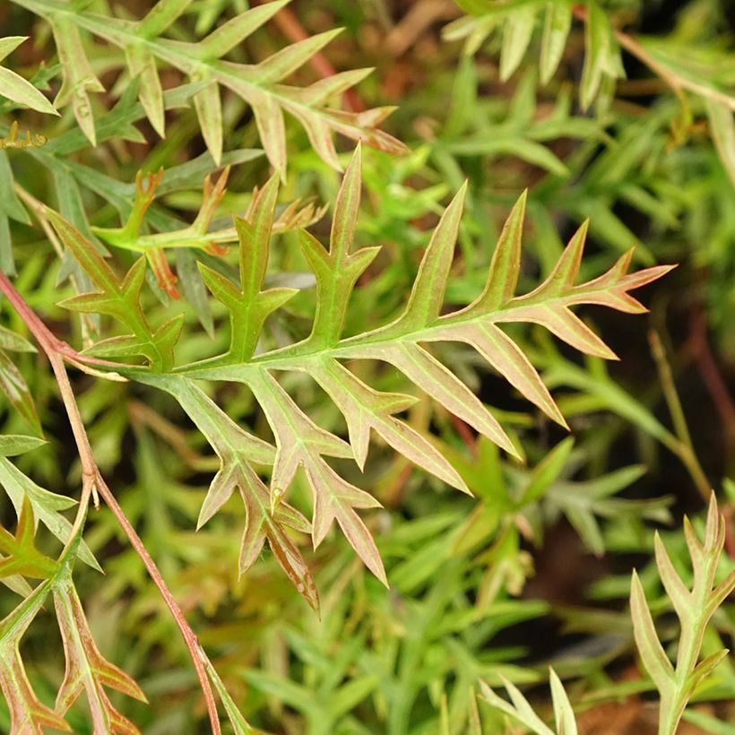 Grevillea Bronze Rambler (Foliage)