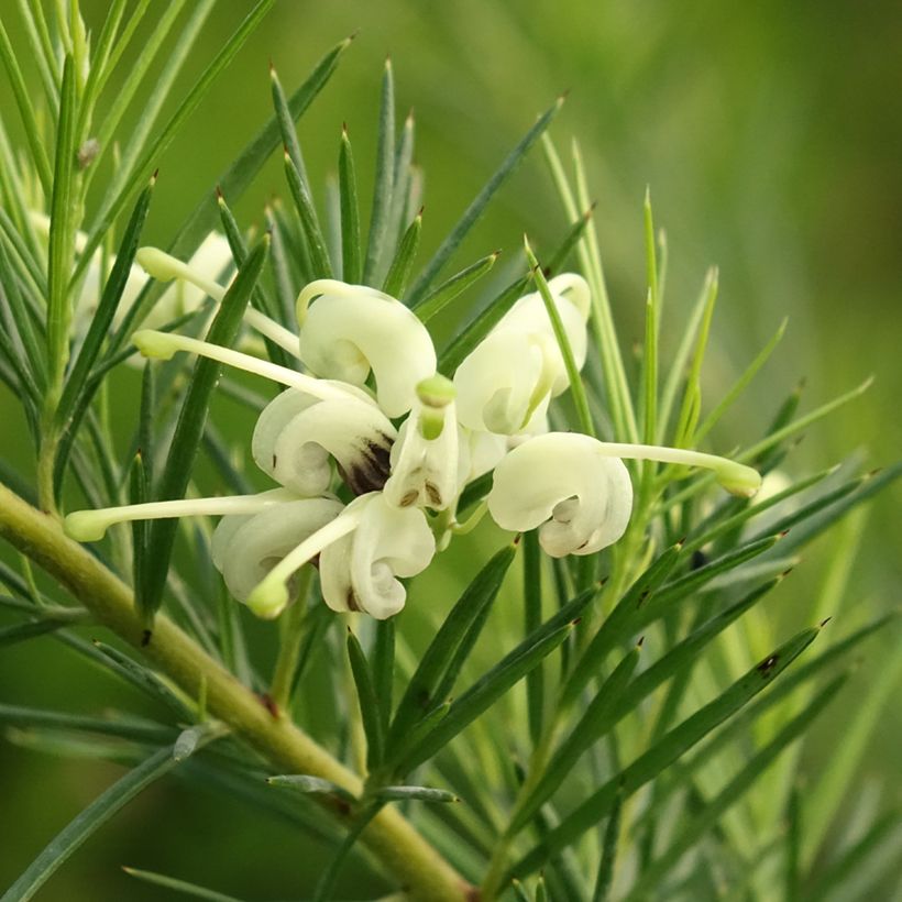 Grevillea gracilis Alba (Flowering)