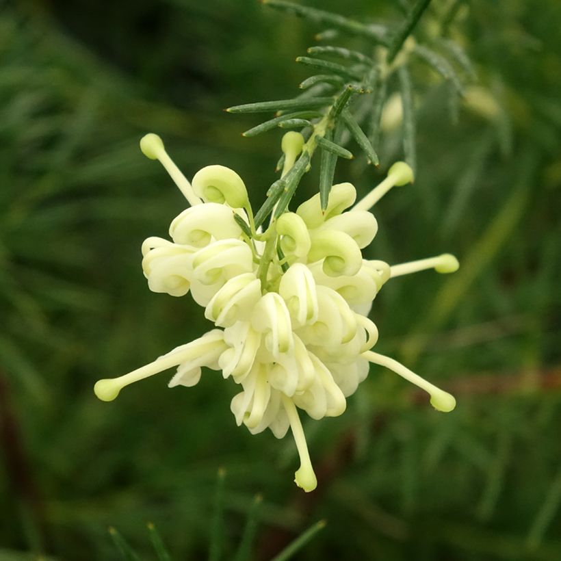 Grevillea gracilis Alba (Flowering)