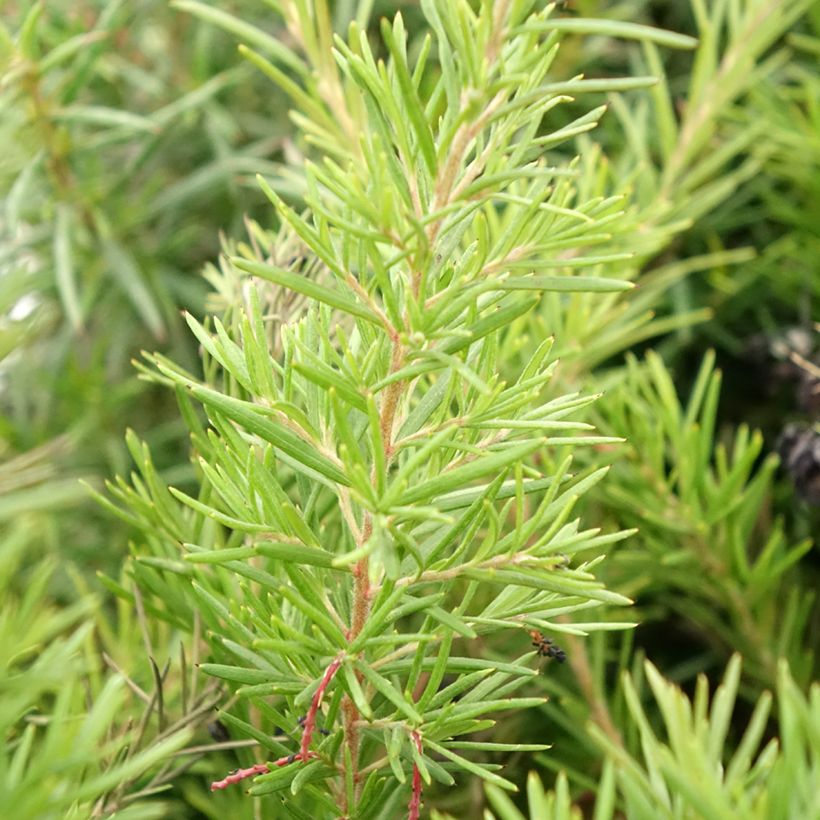 Grevillea gracilis Clearview David (Foliage)