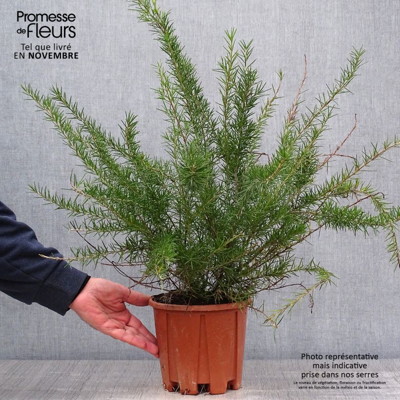 Grevillea juniperina Pot de 3L/4L sample as delivered in autumn