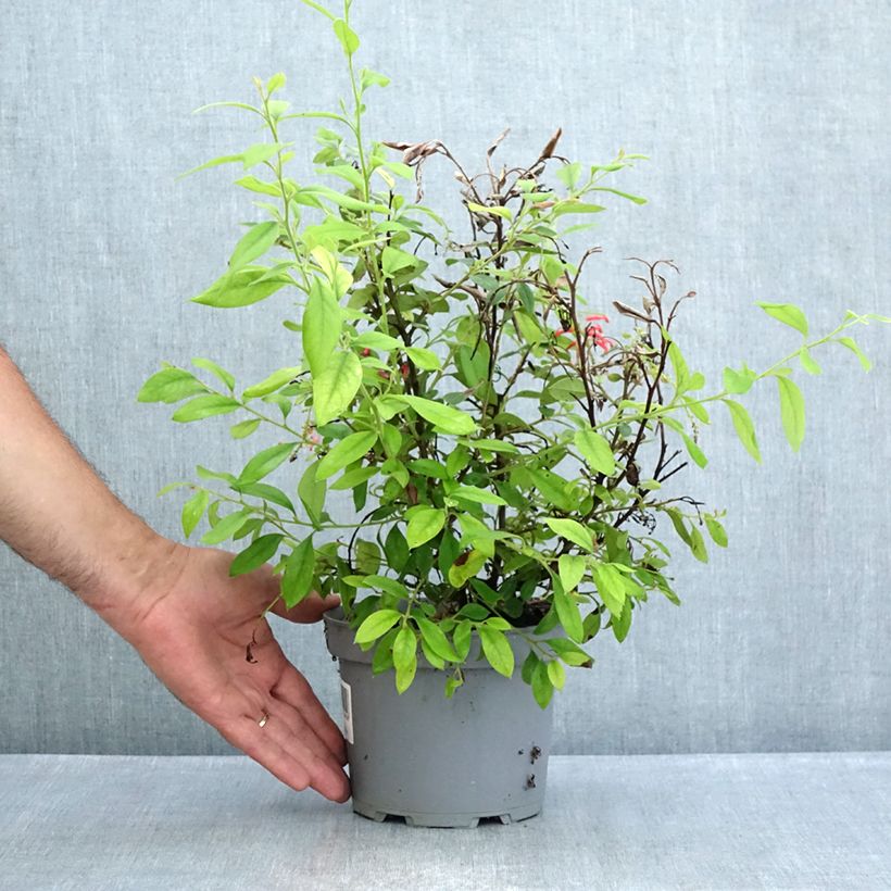 Grevillea rhyolitica 2L/3L pot sample as delivered in summer