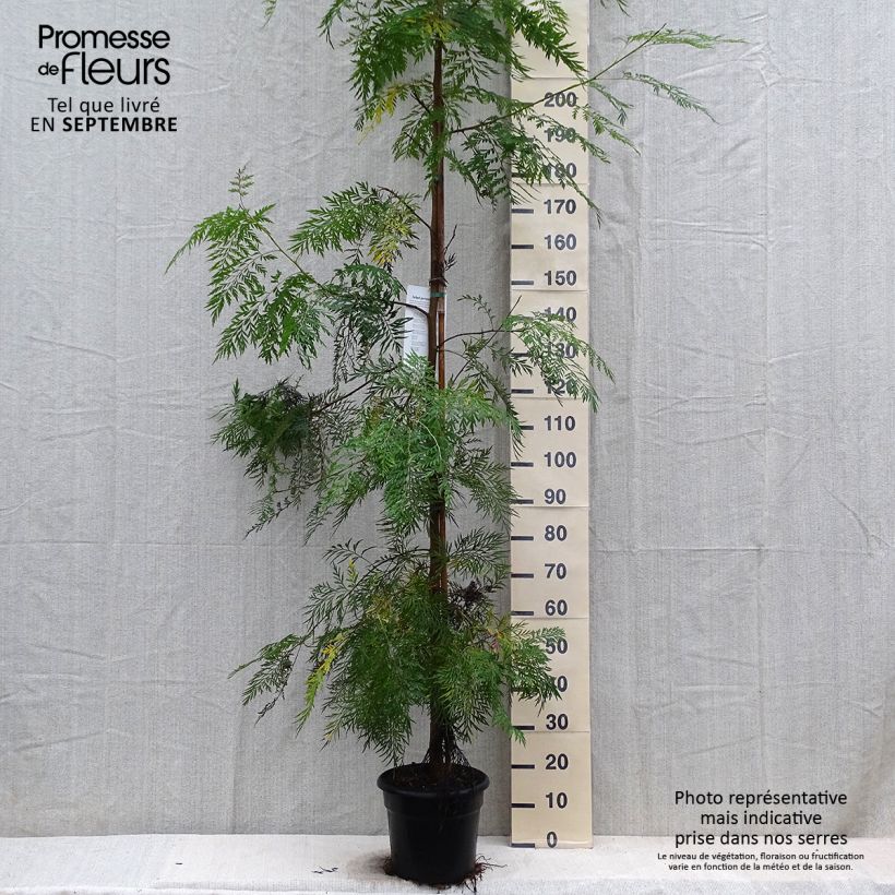 Grevillea robusta 7.5L/10L pot sample as delivered in autumn