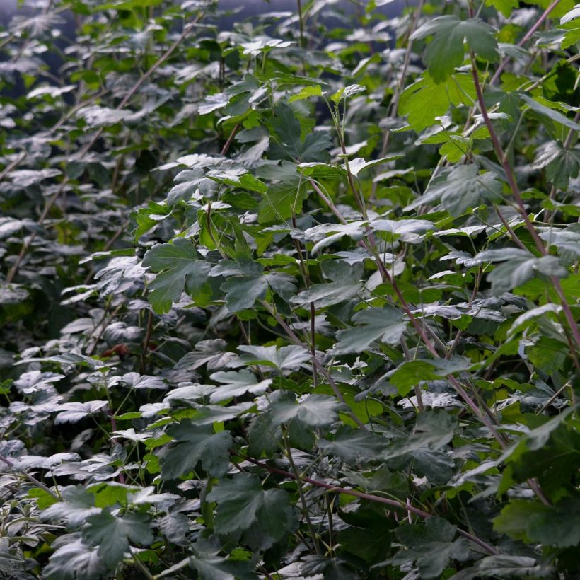 Ribes gordonianum - Gordon's Currant (Foliage)