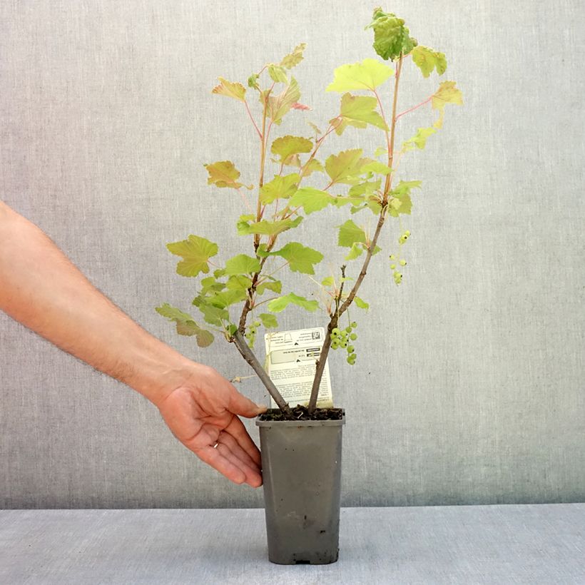 White Currant Blanka Bio - Ribes rubrum 1.5L/2L pot, Bush sample as delivered in summer