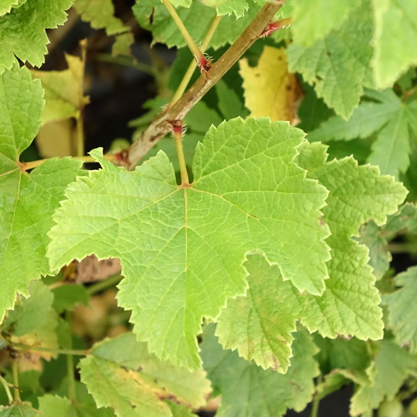 Ribes rubrum Blanka - Whitecurrant (Foliage)