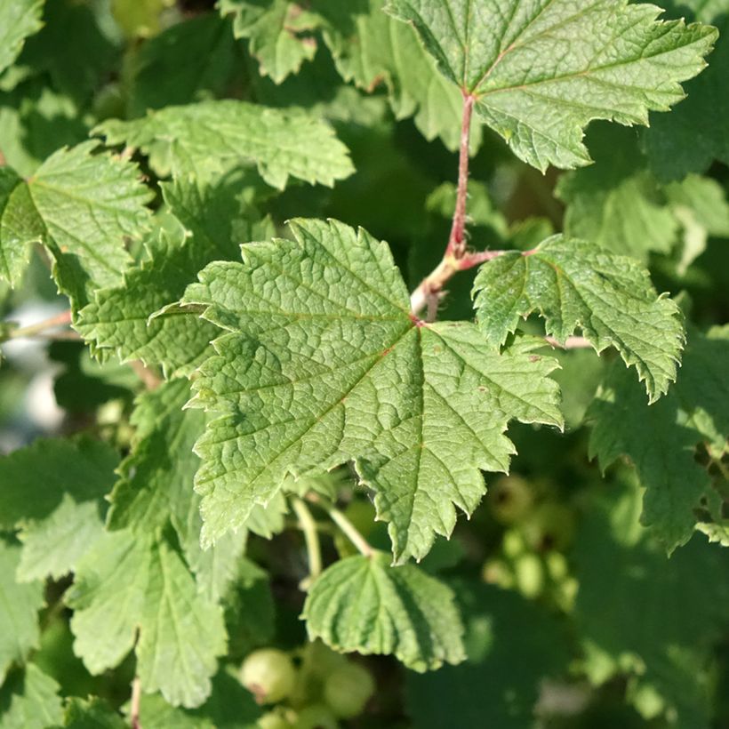 Ribes rubrum 'Weiße aus Jüterbog' (Foliage)