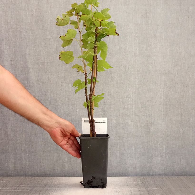 White Currant Witte Parel or White Pearl - Ribes rubrum 1.5L/2L pot, BushShipped height around 30/40cm sample as delivered in summer