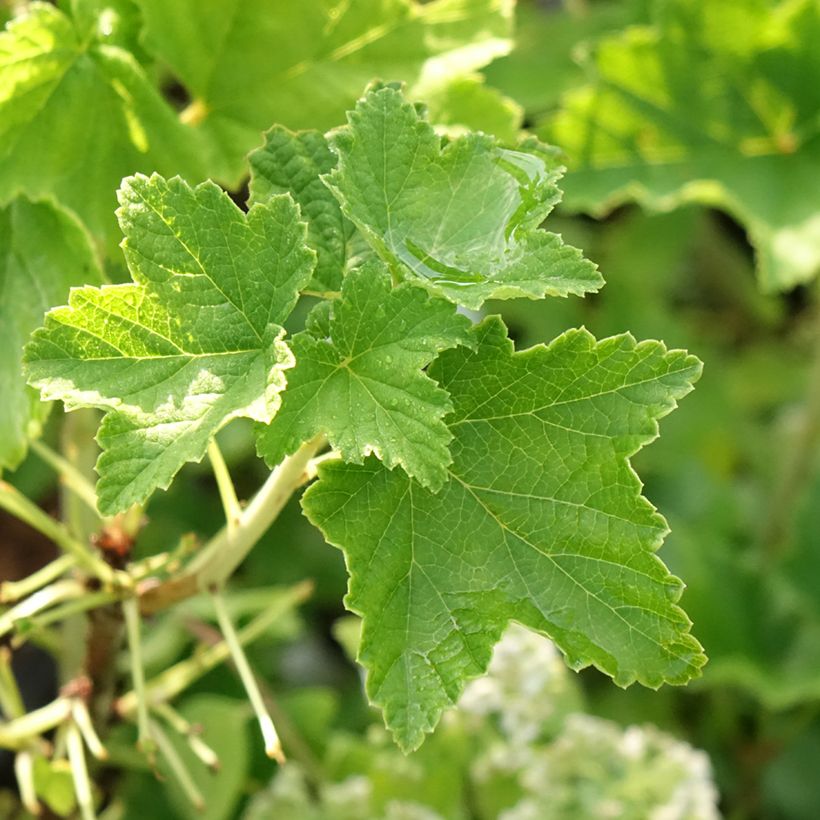 Redcurrant Zitavia - Ribes rubrum (Foliage)