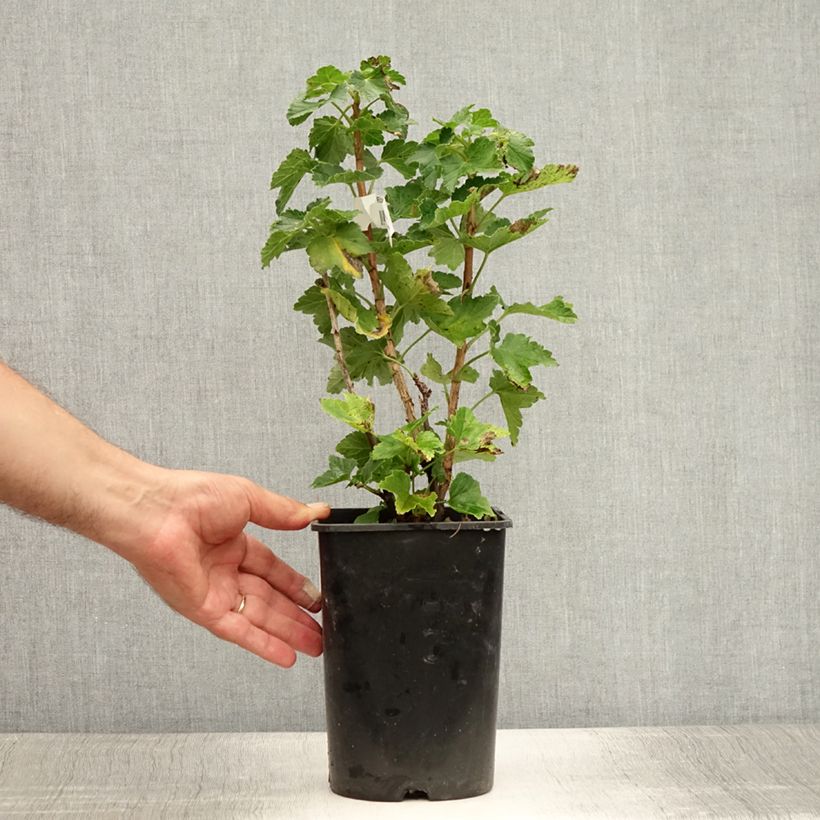Redcurrant Zitavia - Ribes rubrum 2L/3L pot, Clump sample as delivered in summer
