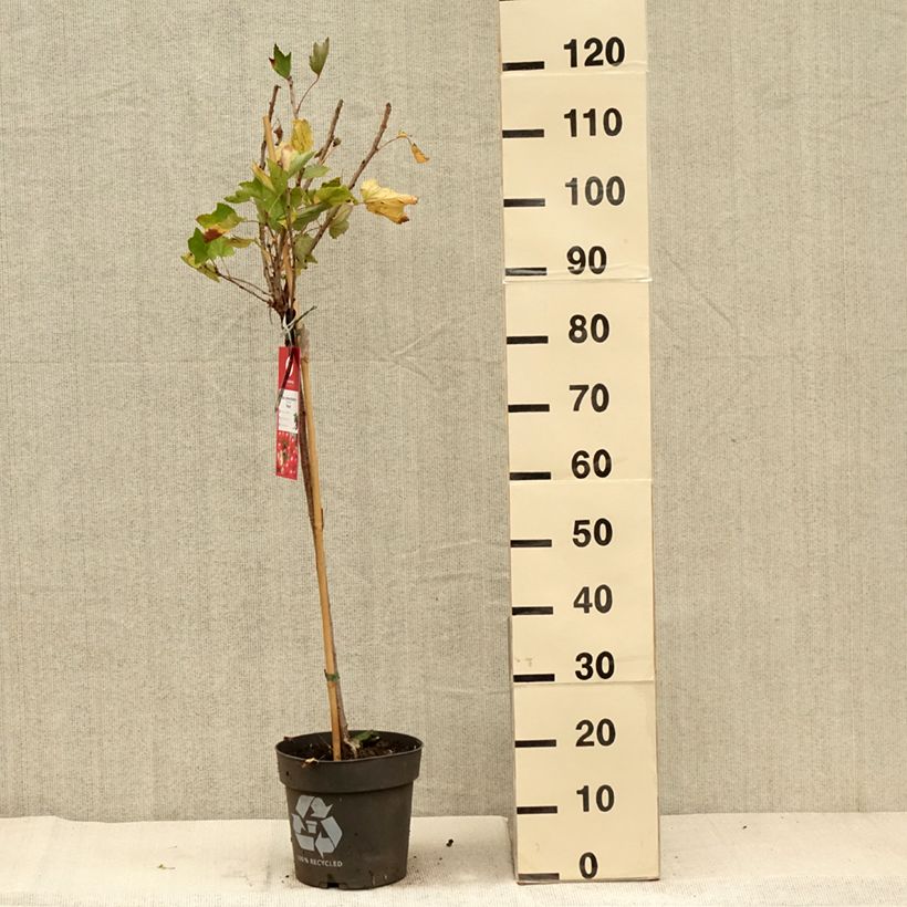 Redcurrant Rola - Ribes rubrum 6L/7L pot sample as delivered in autumn