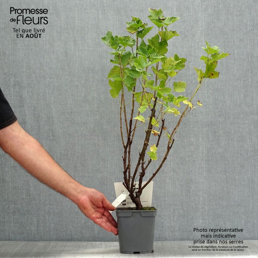 Redcurrant Delbard Giganta - Ribes rubrum 2L/3L pot sample as delivered in summer