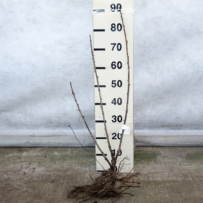 Redcurrant Delbard Giganta - Ribes rubrum Bare root, Bush sample as delivered in winter