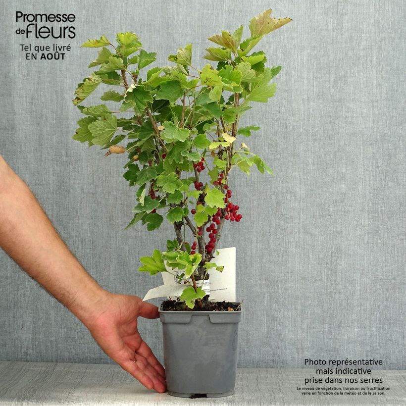 Redcurrant Premiere Raisin Deltir - Ribes rubrum 2L/3L pot sample as delivered in summer