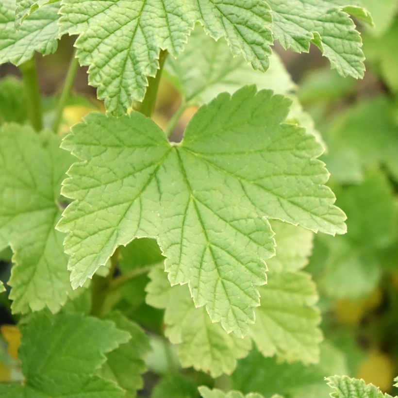 Ribes rubrum Ribest 'Lisette' (Foliage)