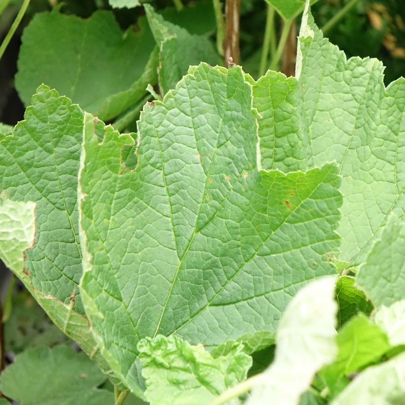 Ribes rubrum Ribest 'Sonette' (Foliage)