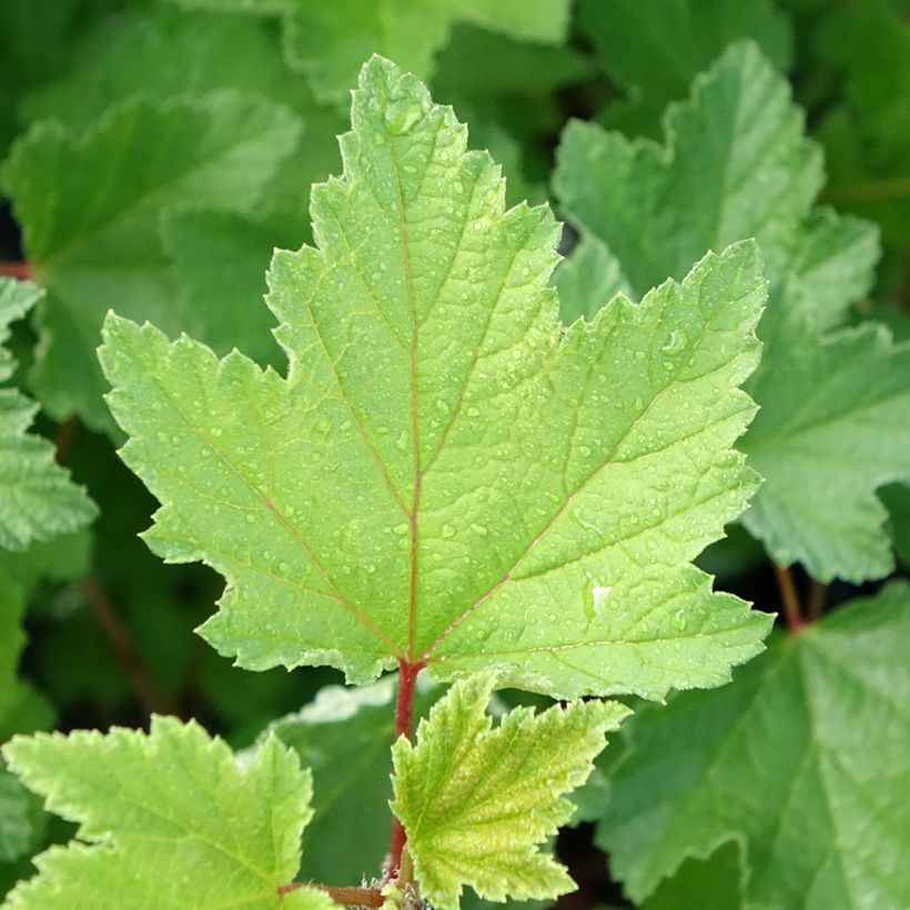 Redcurrant Rosetta - Ribes rubrum (Foliage)