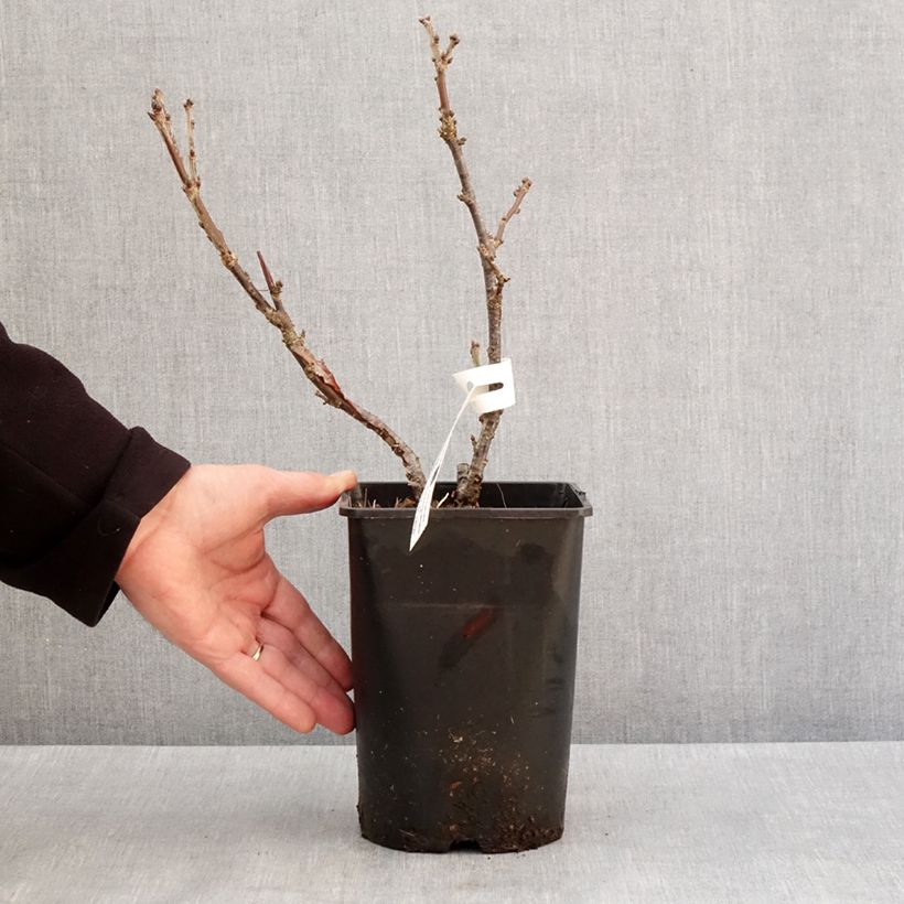 Redcurrant Rosetta - Ribes rubrum 2L/3L pot, Clump sample as delivered in winter