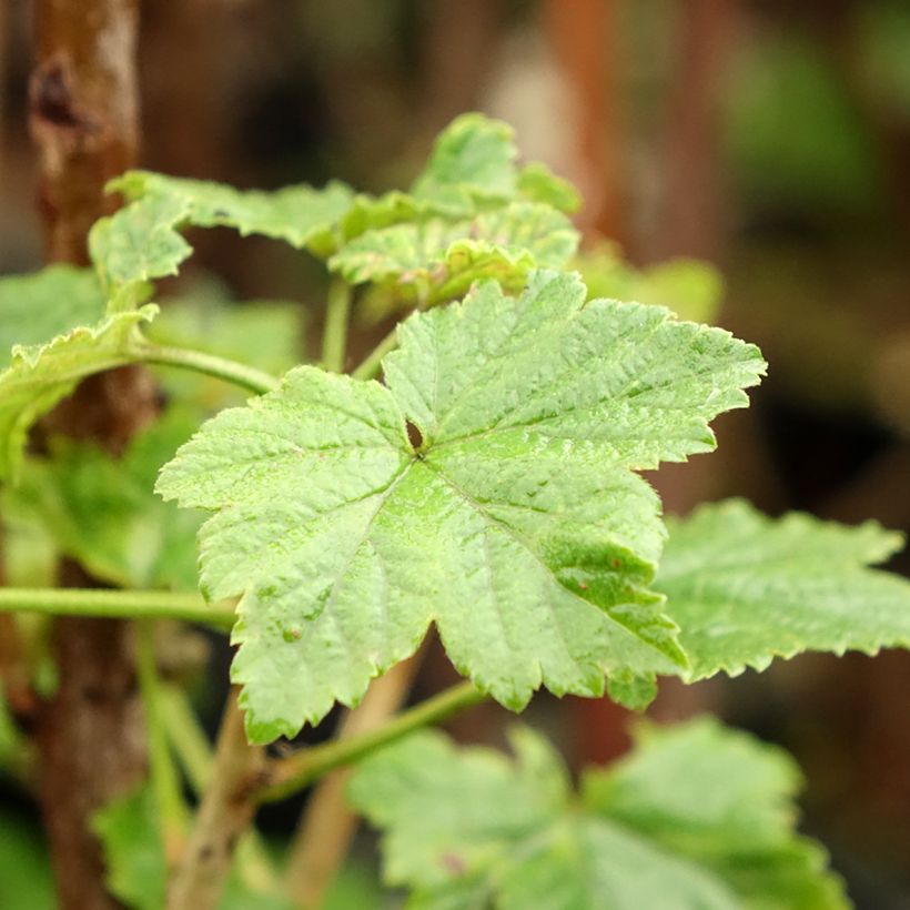 Redcurrant Versaillaise Redcurrant bush - Ribes rubrum (Foliage)