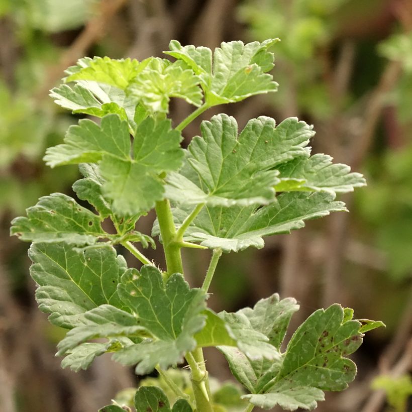 Ribes uva-crispa Crispa 'Goldling' (Foliage)