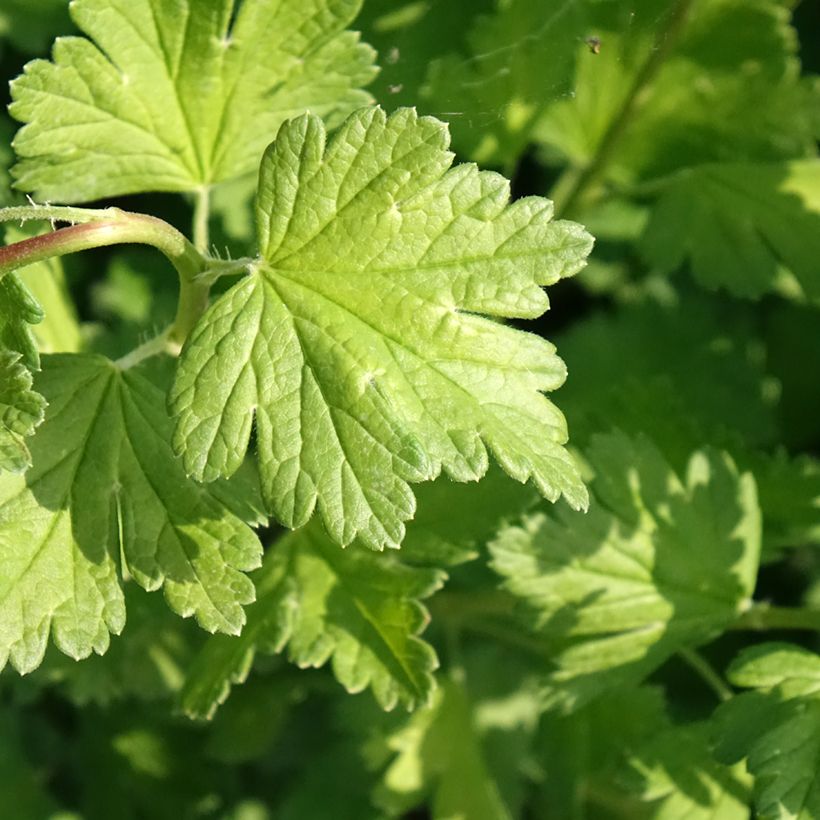 Gooseberry Captivator - Ribes uva crispa (Foliage)