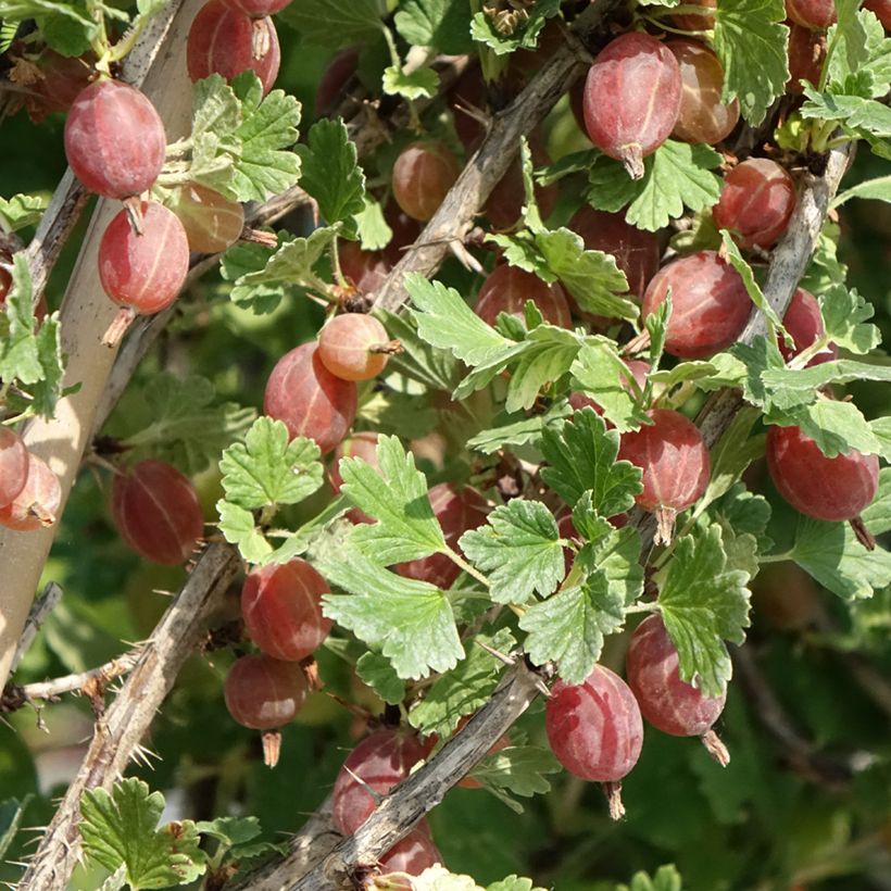 Gooseberry Darling - Ribes uva-crispa (Harvest)