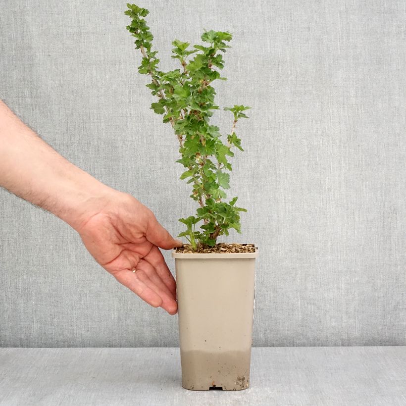 Gooseberry Crispa Greenling 1.5L/2L pot, ClumpShipped height around 30/40cm sample as delivered in spring