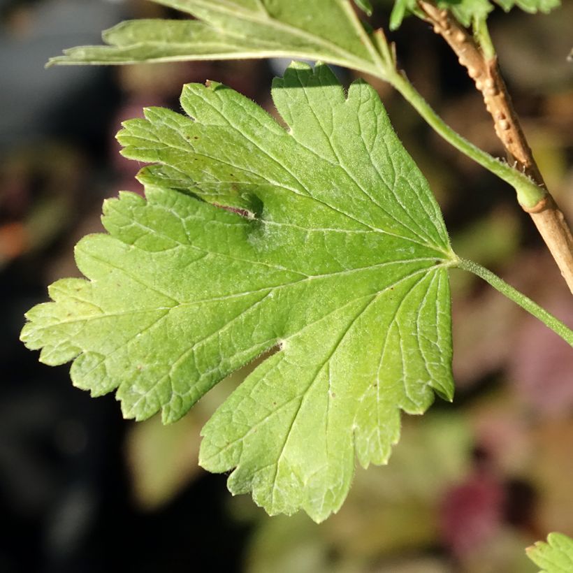 Ribes uva-crispa Easycrisp 'Lady Late' (Foliage)