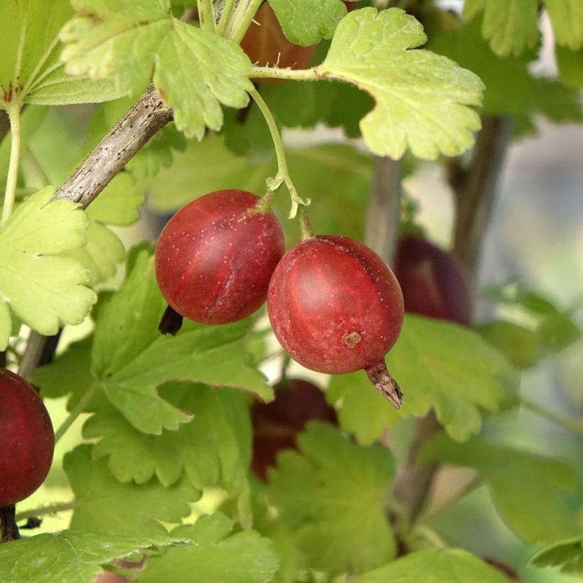 Ribes uva-crispa Easycrisp 'Lady Late' (Harvest)
