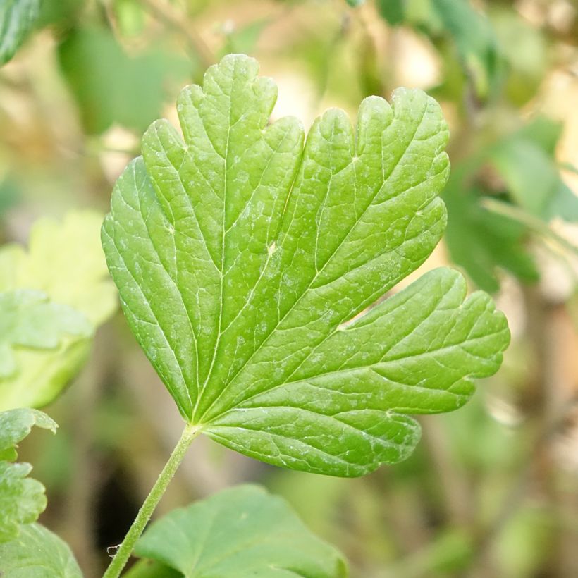 Gooseberry Easycrisp 'Mme Sansouci' (Foliage)